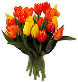 Tulipaner.jpg