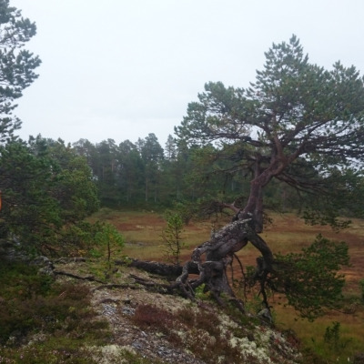 Fjell4